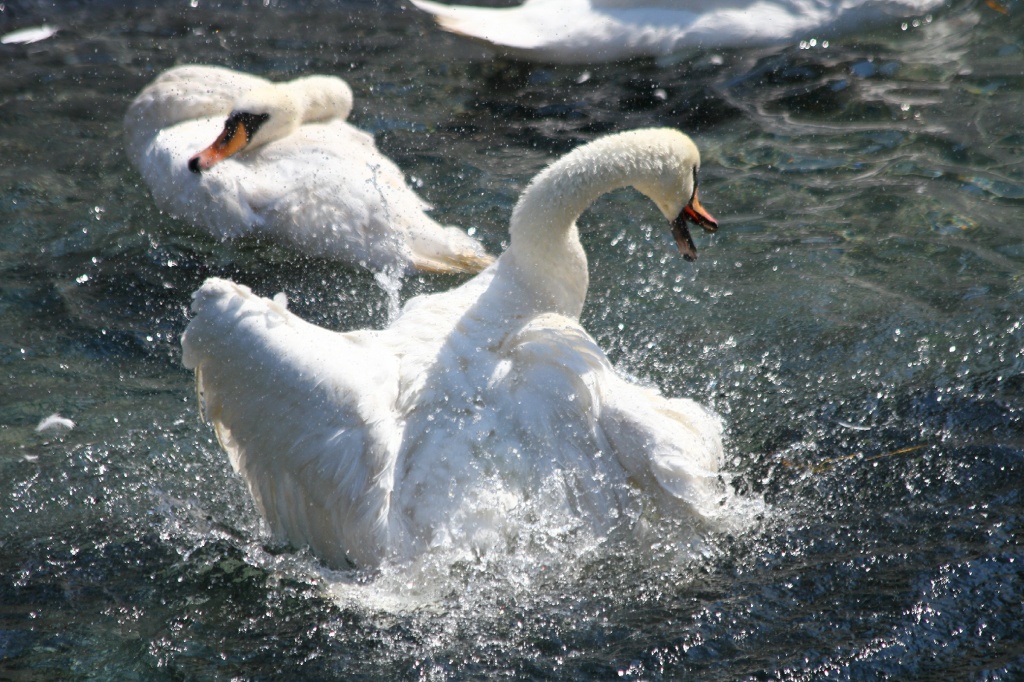 ������� ��������CAMC2658.jpg